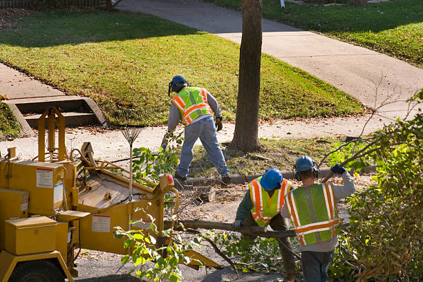 Best Tree Mulching  in Hunter, OH